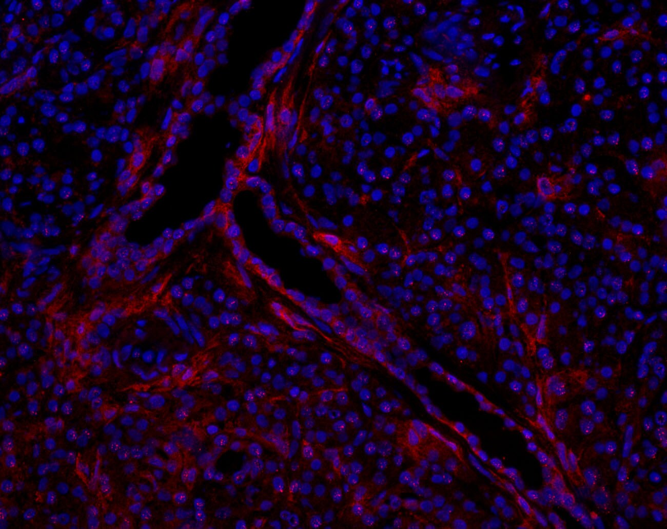 TSPAN13 Antibody - BSA Free NBP1-81001