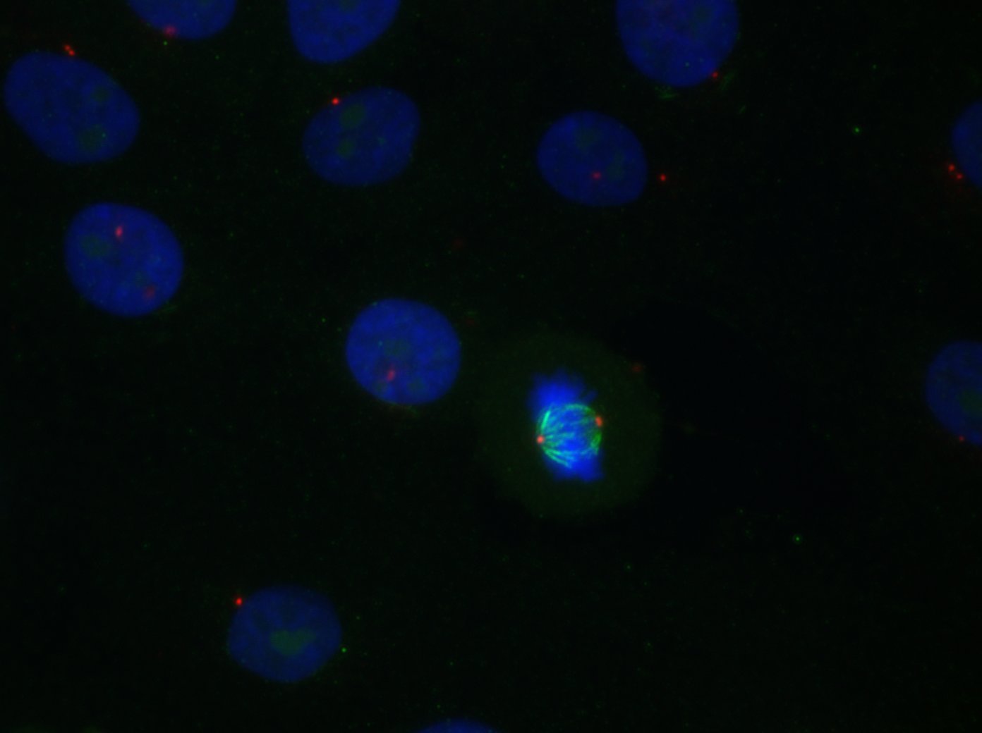 alpha Tubulin Antibody (YL1/2) - BSA Free NB600-506