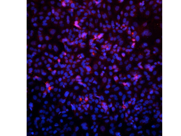 VPS39 Antibody - BSA Free NBP1-76535