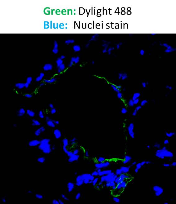Goat anti-Mouse IgG (H+L) Secondary Antibody [DyLight 488] (Pre-adsorbed) NBP1-72874
