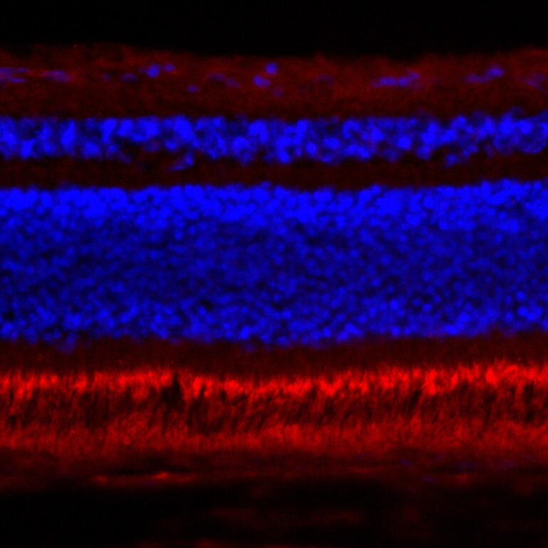 PDE6 beta Antibody NB120-5663