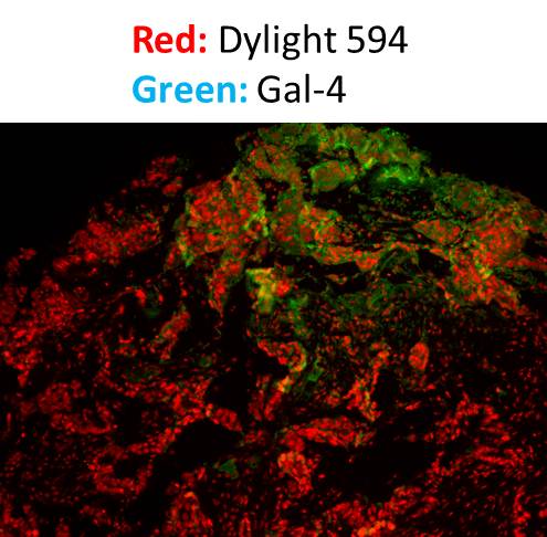 Donkey anti-Rabbit IgG (H+L) Secondary Antibody [DyLight 594] (Pre-adsorbed) NBP1-75642