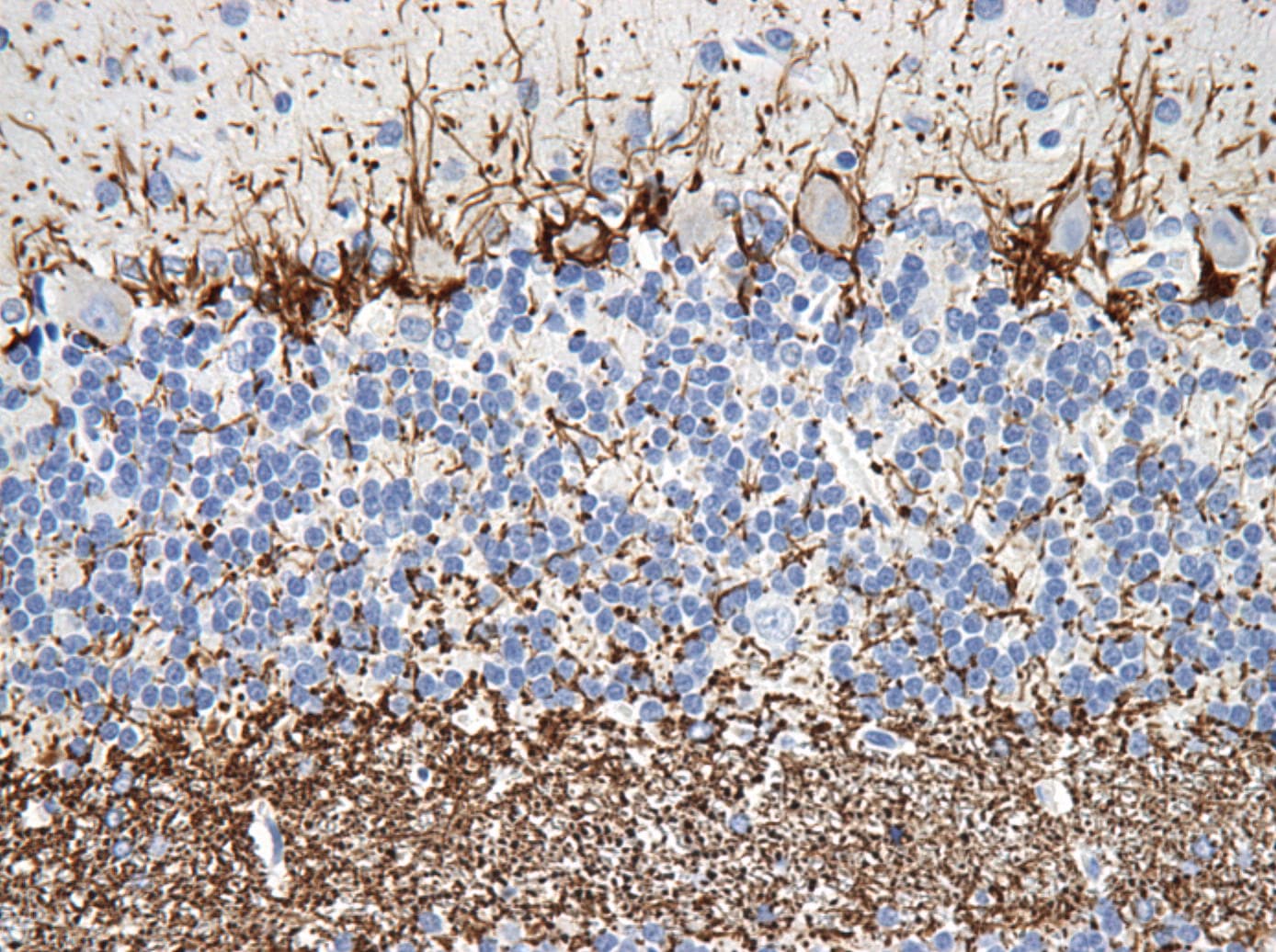 NF-H Antibody (NF-01) - BSA Free NB500-416
