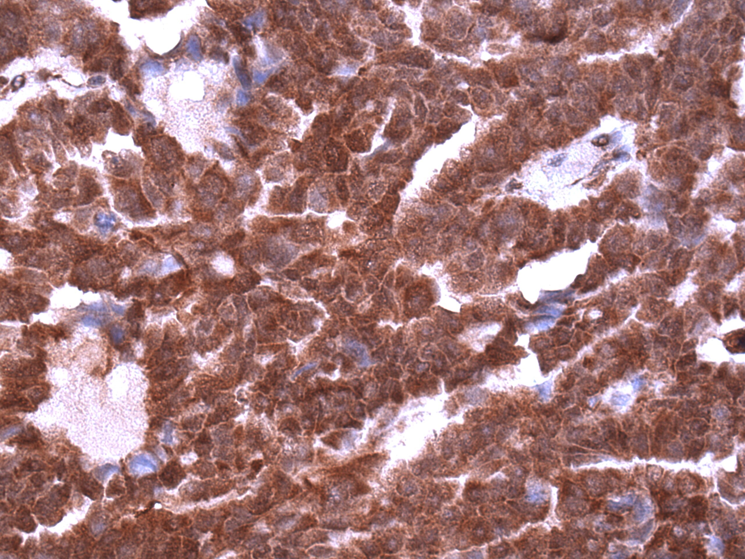 Beclin 1 Antibody - BSA Free NB500-249