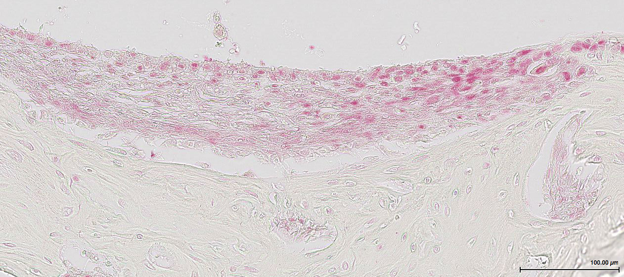 CD4 Antibody - BSA Free NBP1-19371
