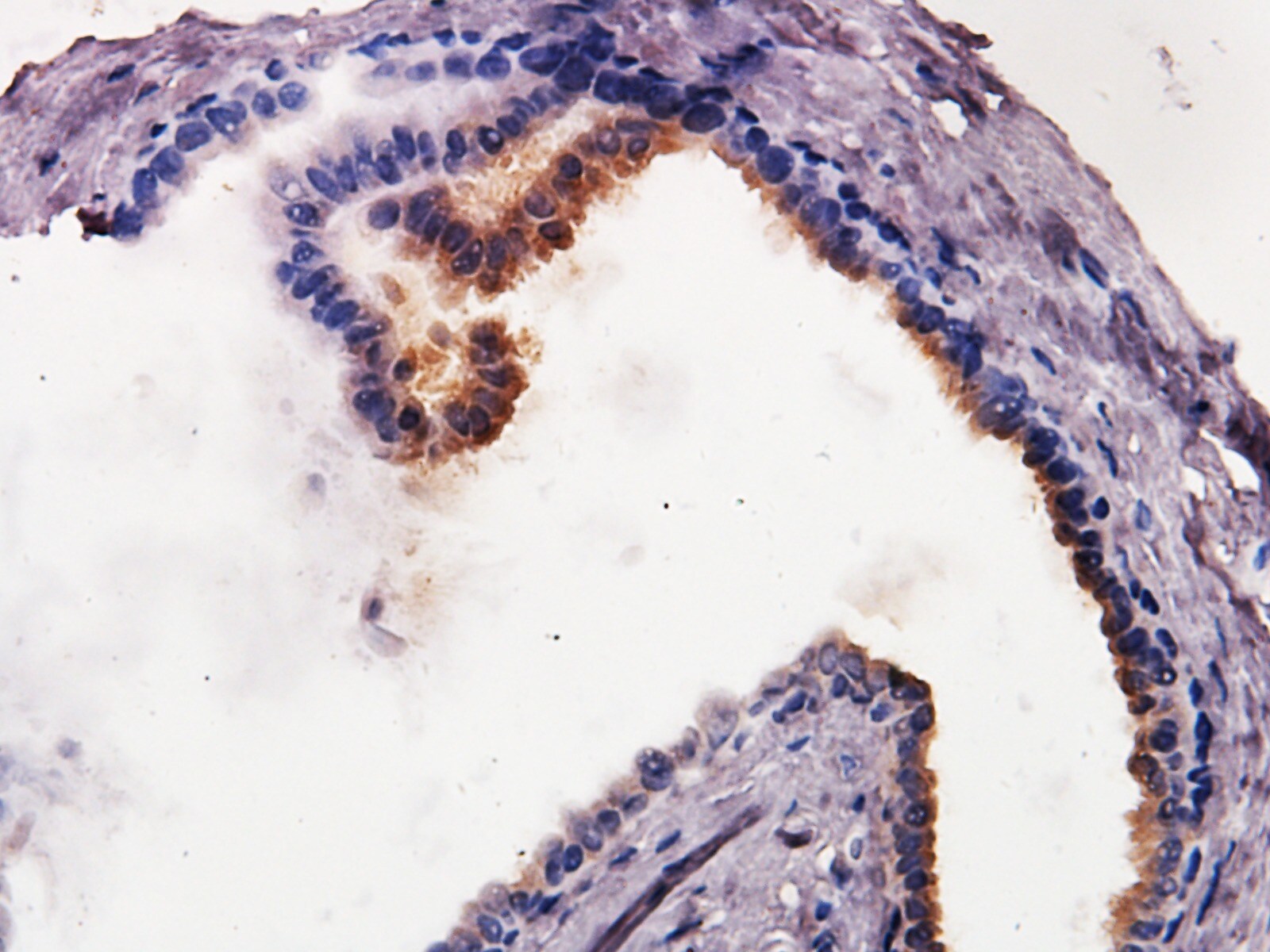 Caspase-9 Antibody (LAP6 96-2-22) - BSA Free NB500-209