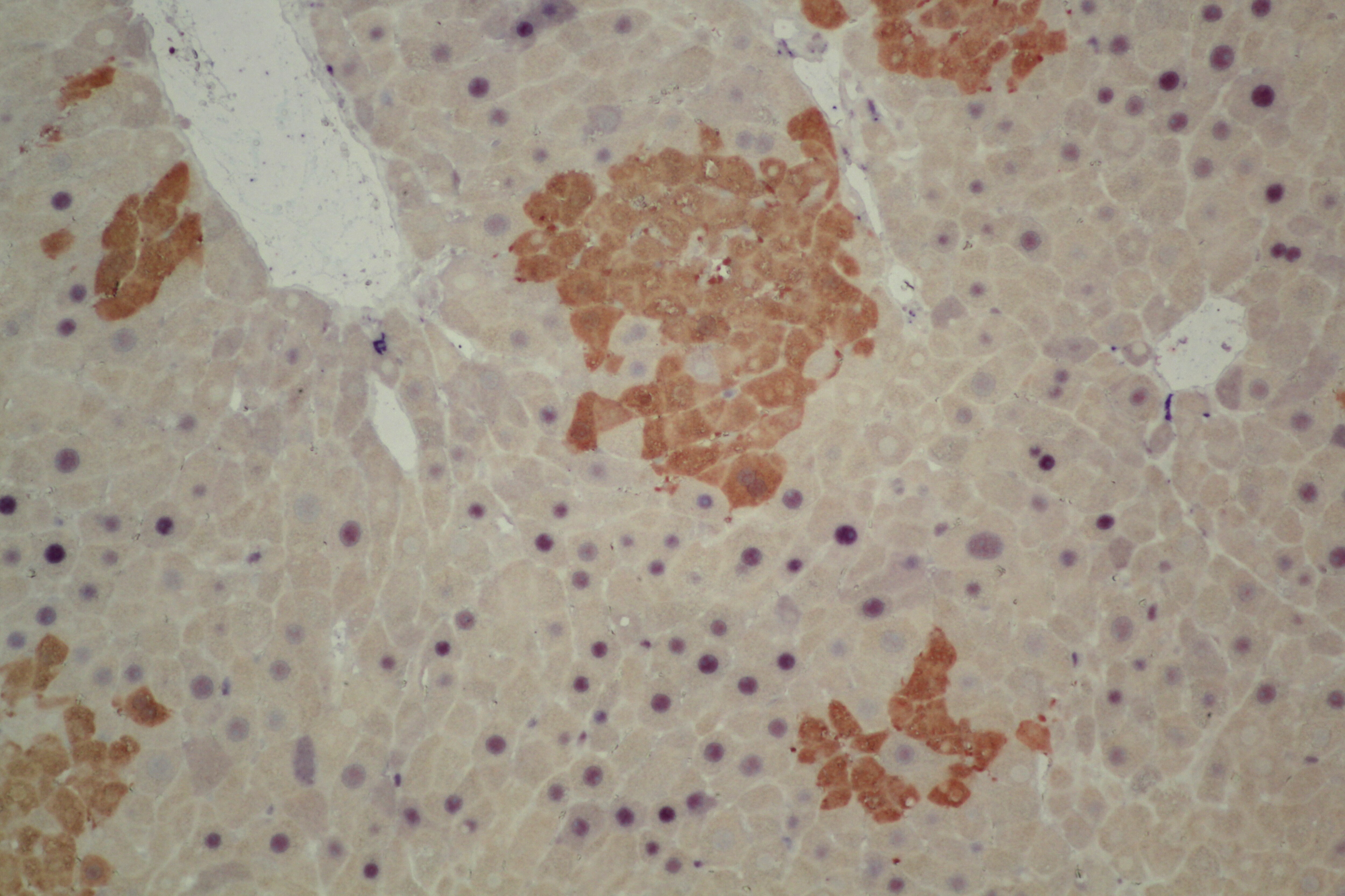 GFP Antibody - BSA Free NB600-308