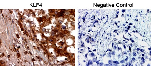 KLF4 Antibody - BSA Free NBP2-24749