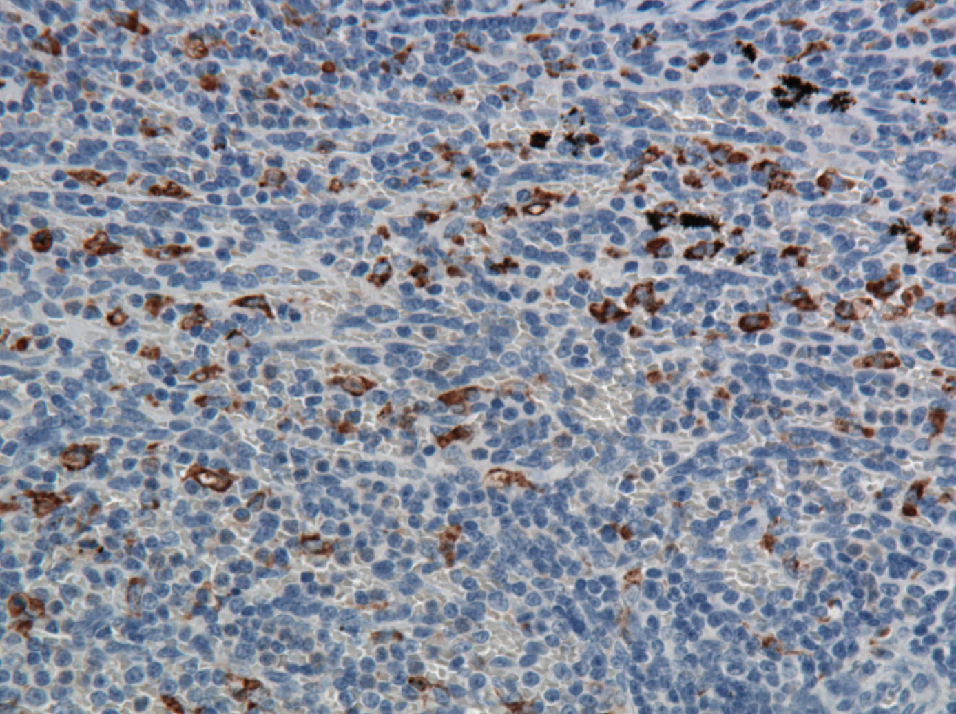CD68/SR-D1 Antibody (ED1) - BSA Free NB600-985