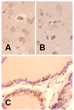 Melatonin Receptor 1B Antibody - BSA Free NLS932