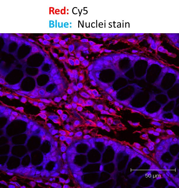 Goat anti-Mouse IgG (H+L) Secondary Antibody [Cy5] (Pre-adsorbed) NB7602