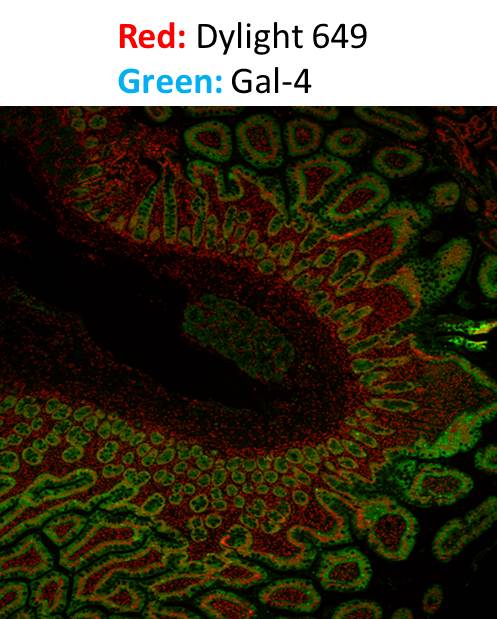 Goat anti-Mouse IgG Fc Secondary Antibody [DyLight 650] (Pre-adsorbed) NBP1-51898