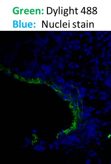 Goat anti-Mouse IgG (H+L) Secondary Antibody [DyLight 488] (Pre-adsorbed) NBP1-72874
