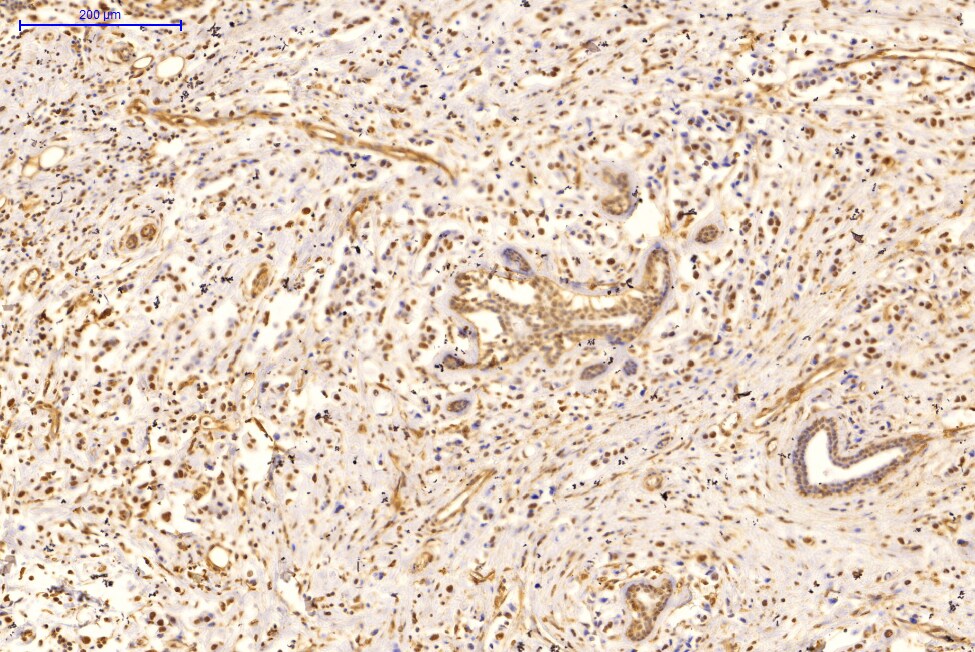 Rev-erb A alpha/NR1D1 Antibody (4F6) - Azide and BSA Free H00009572-M02