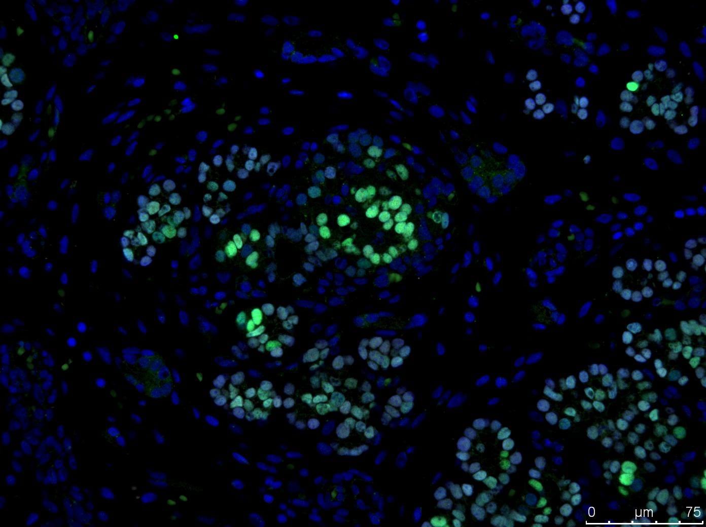 NKX6.1 Antibody - BSA Free NBP1-49672