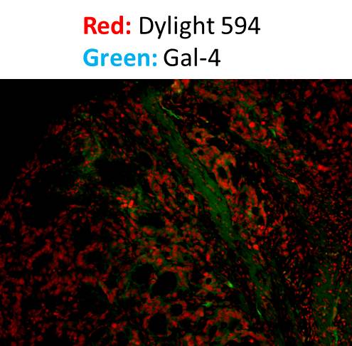 Donkey anti-Rabbit IgG (H+L) Secondary Antibody [DyLight 594] (Pre-adsorbed) NBP1-75642