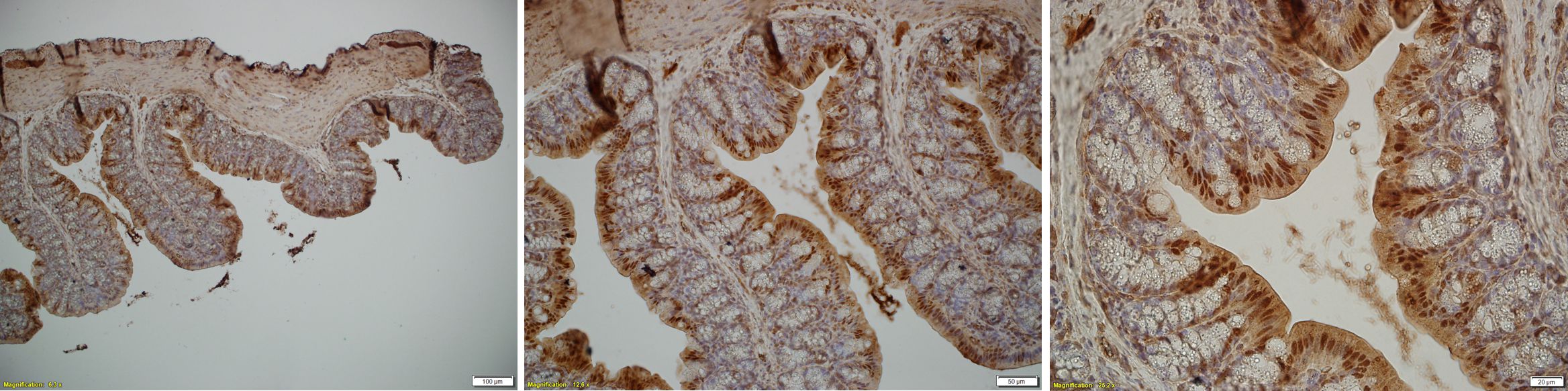 SELENBP1 Antibody - BSA Free NBP1-54805
