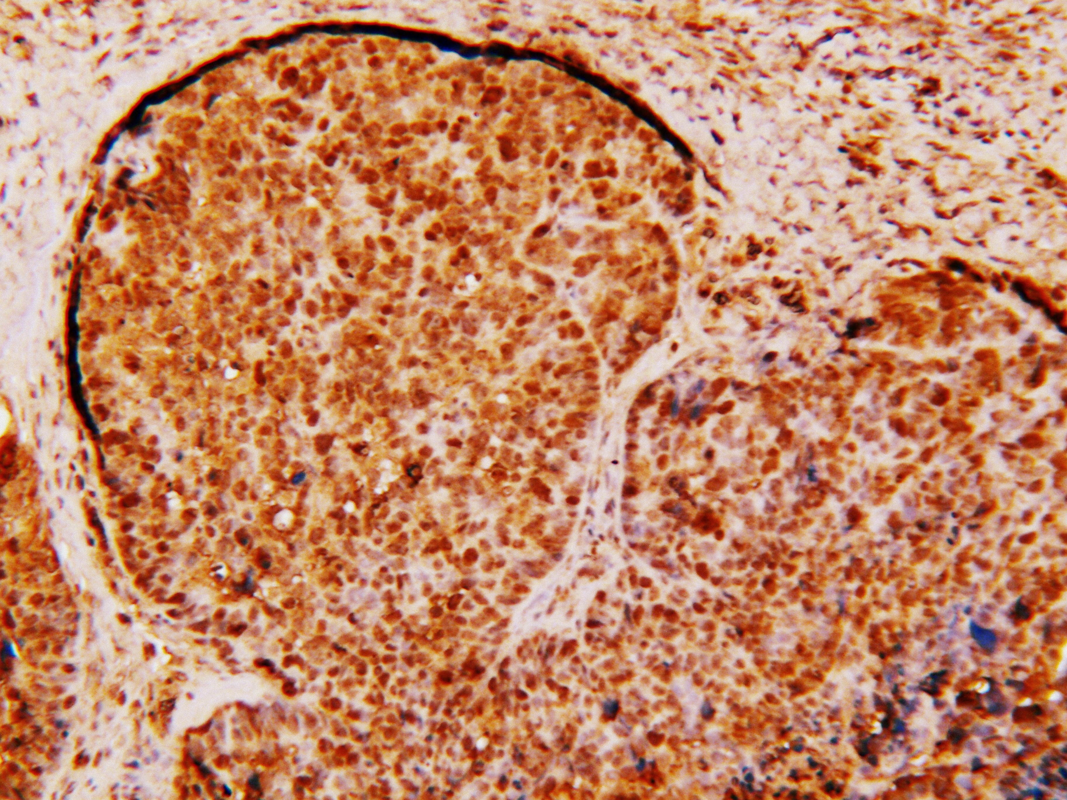 Survivin Antibody - BSA Free NB500-201