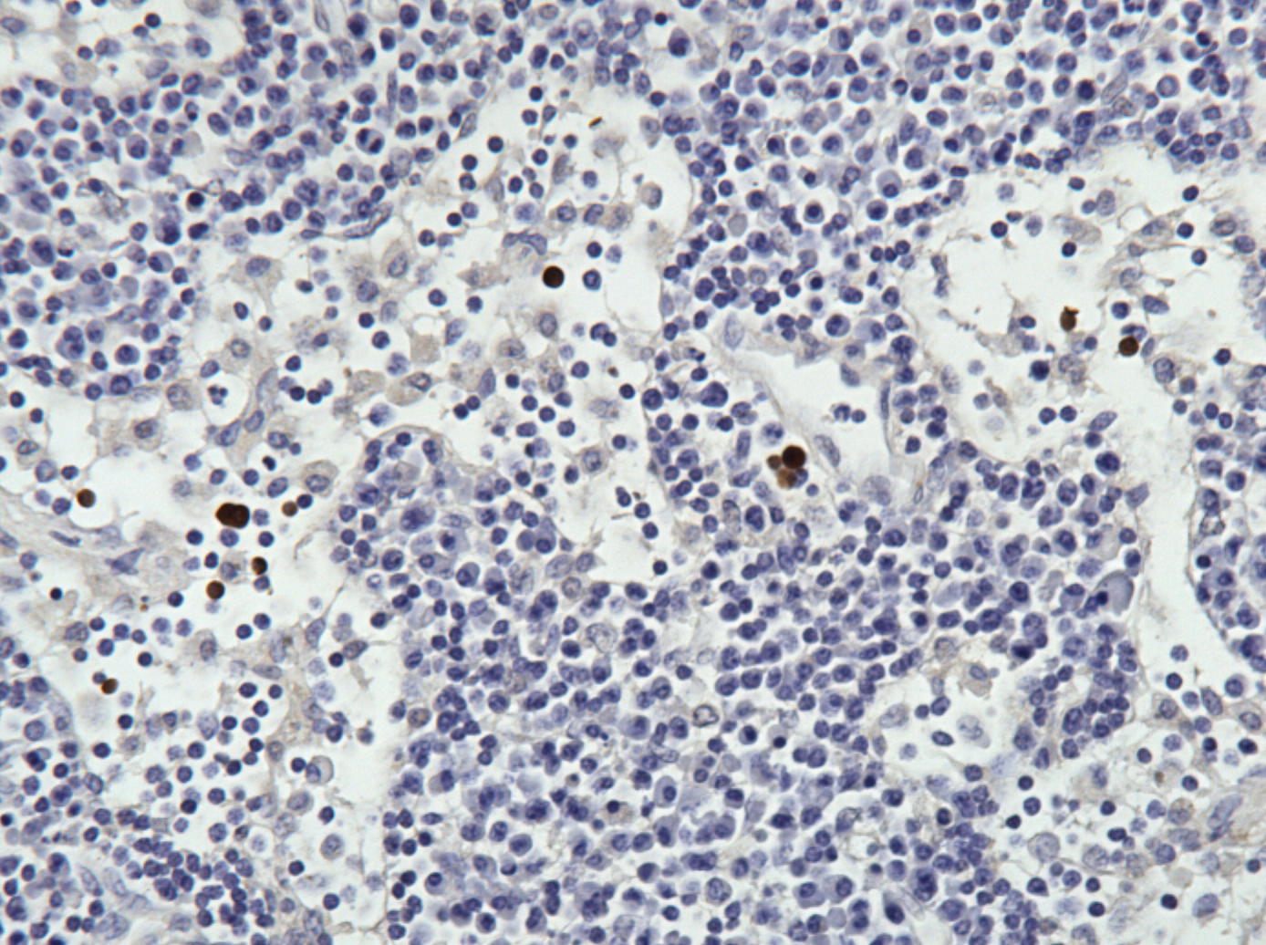 TNF-alpha Antibody (52B83) NB600-1422