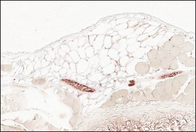 Carbonic Anhydrase II/CA2 Antibody - BSA Free NB600-919