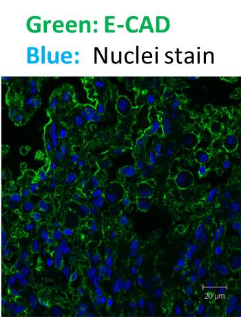 E-Cadherin Antibody (7H12) NBP2-19051