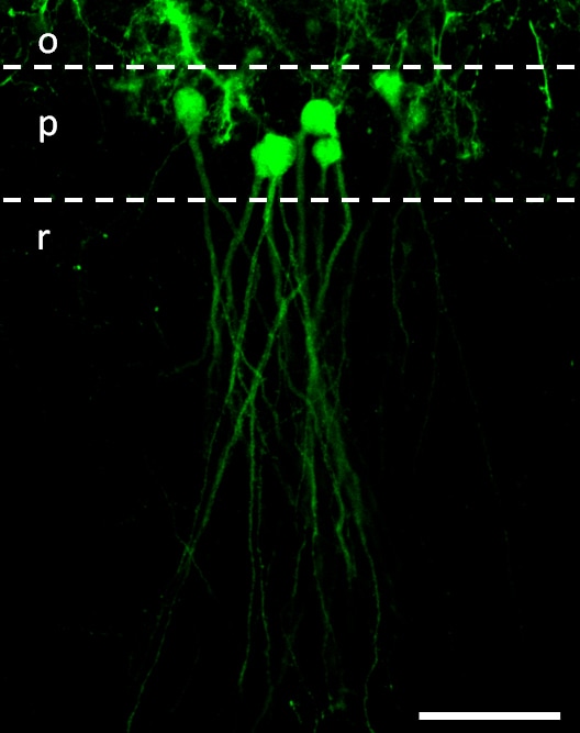 GFP Antibody - BSA Free NB100-1770