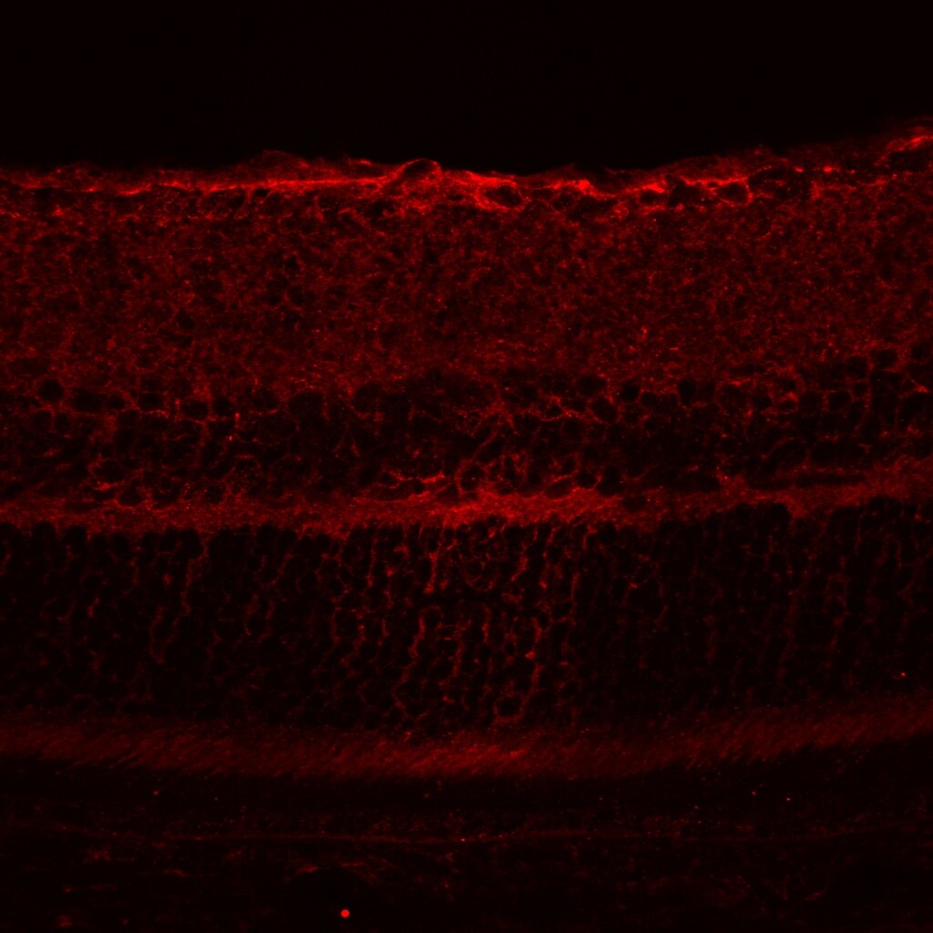 5-HT3A Antibody NB100-41382