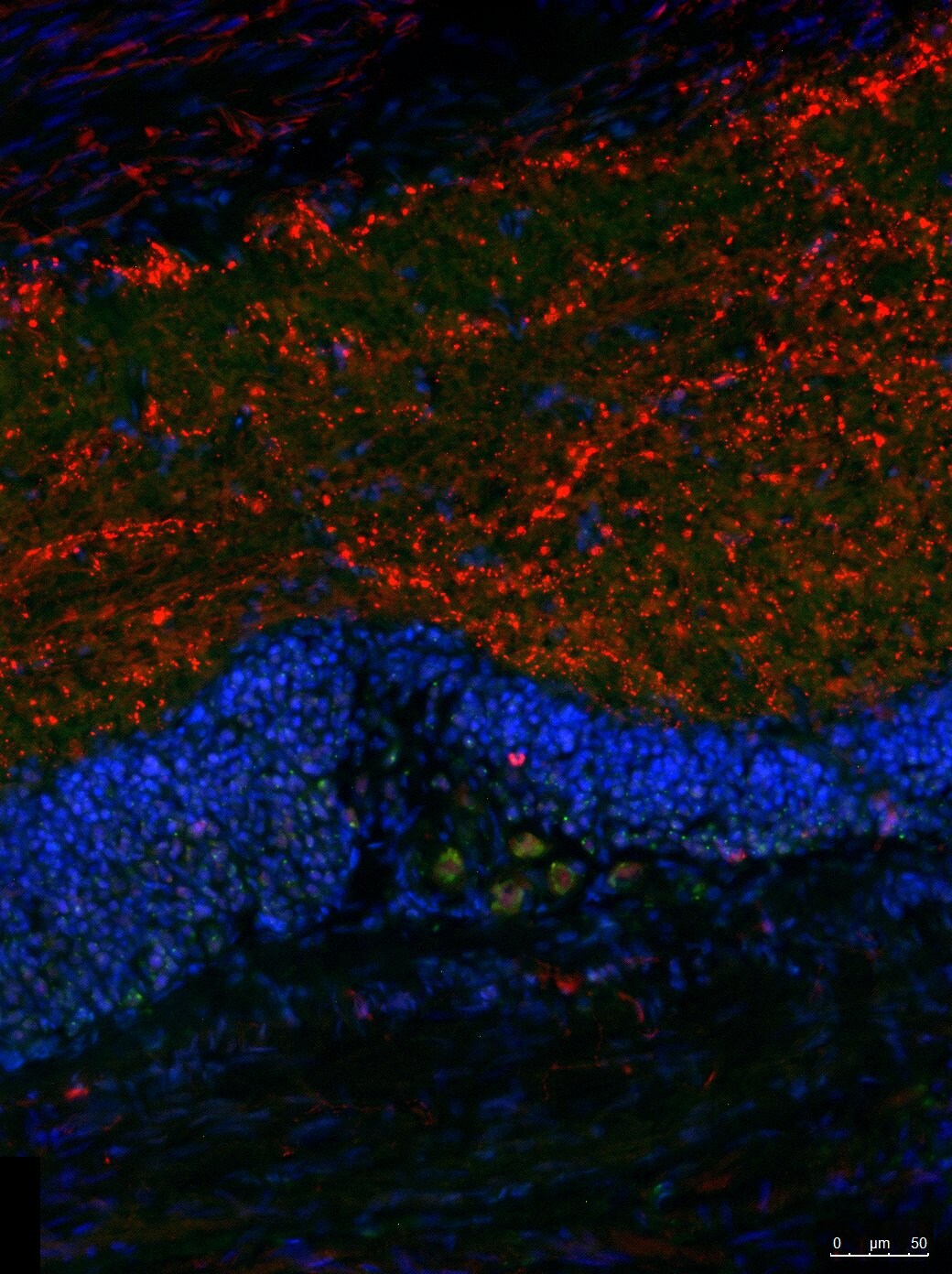 Substance P Antibody (NC1/34) - BSA Free NB100-65219
