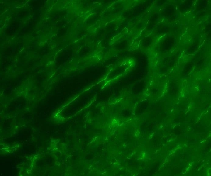 Mouse VE‑Cadherin Antibody AF1002