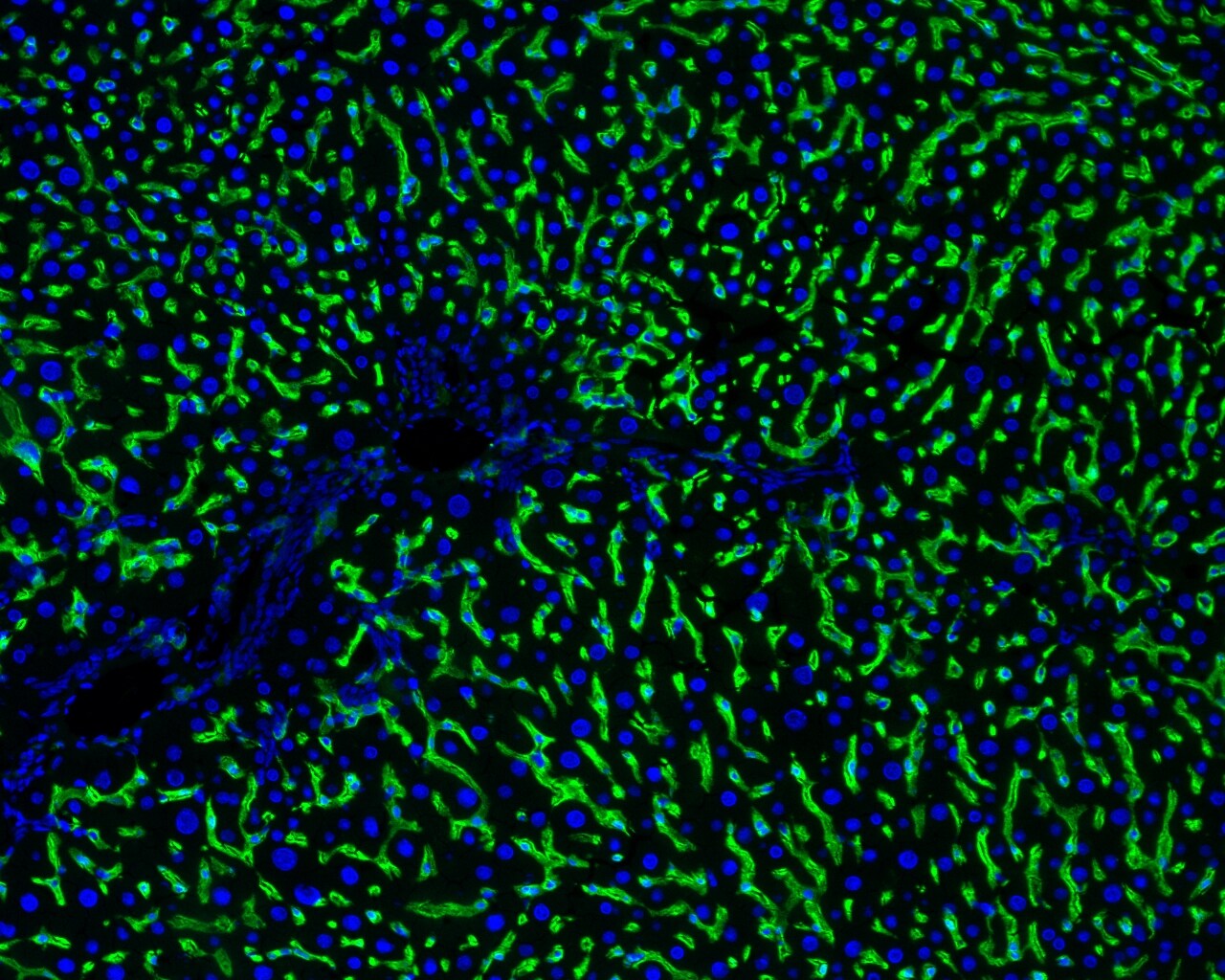 Hepatic Sinusoidal Endothelial Cells Antibody (SE-1) - BSA Free NB110-68095