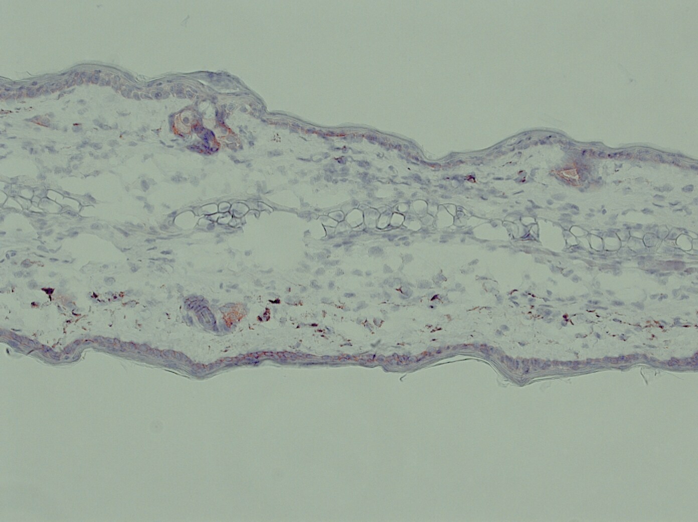 Rabbit IgG Isotype Control NB810-56910