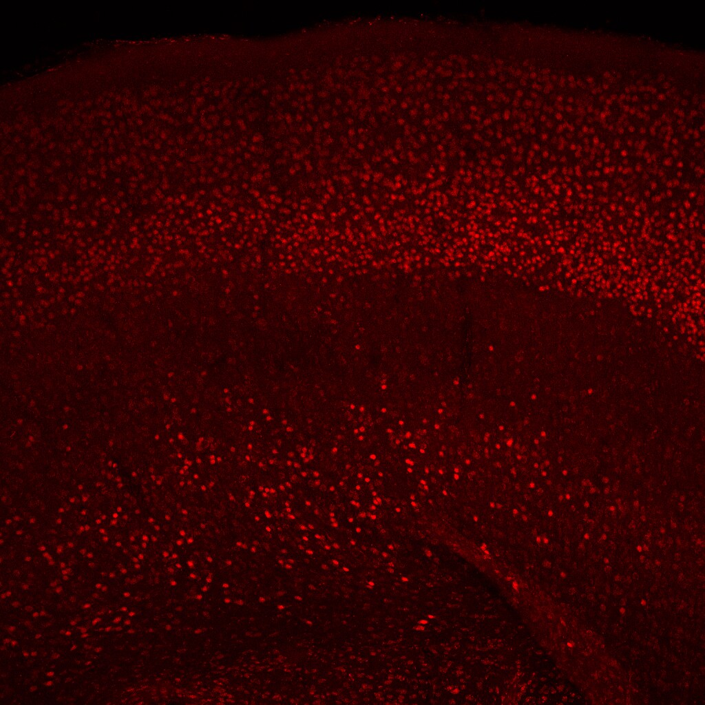 CDP/CUTL1 Antibody - BSA Free NBP2-13883