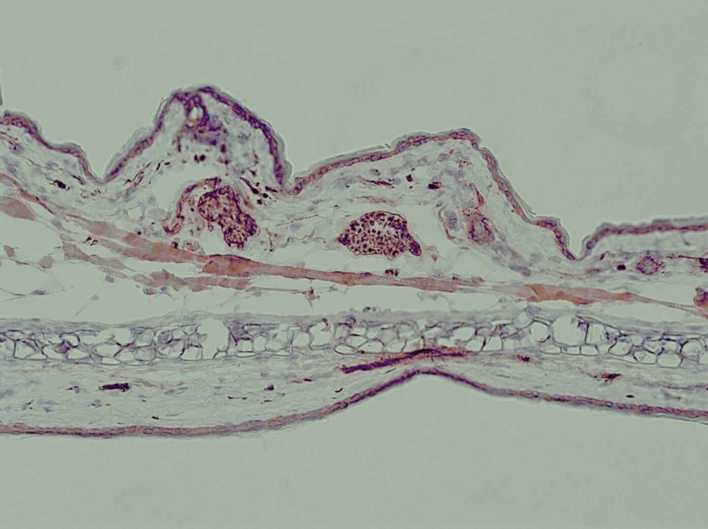 TLR7 Antibody - BSA Free NBP2-24906