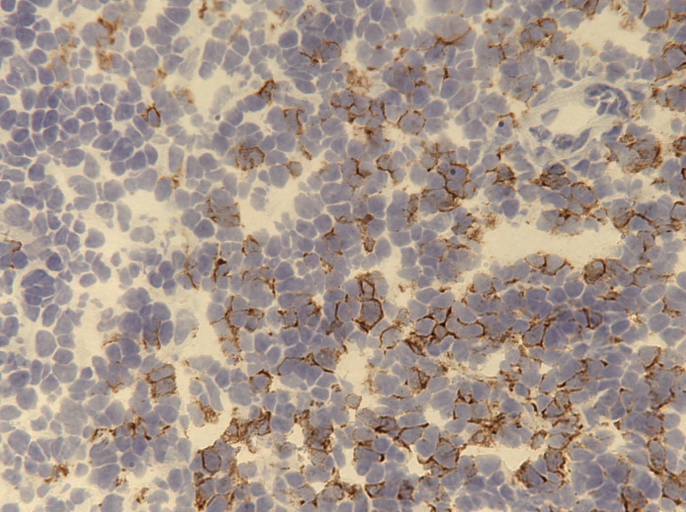 CD8 Antibody (53-6.7) - BSA Free NBP1-49045