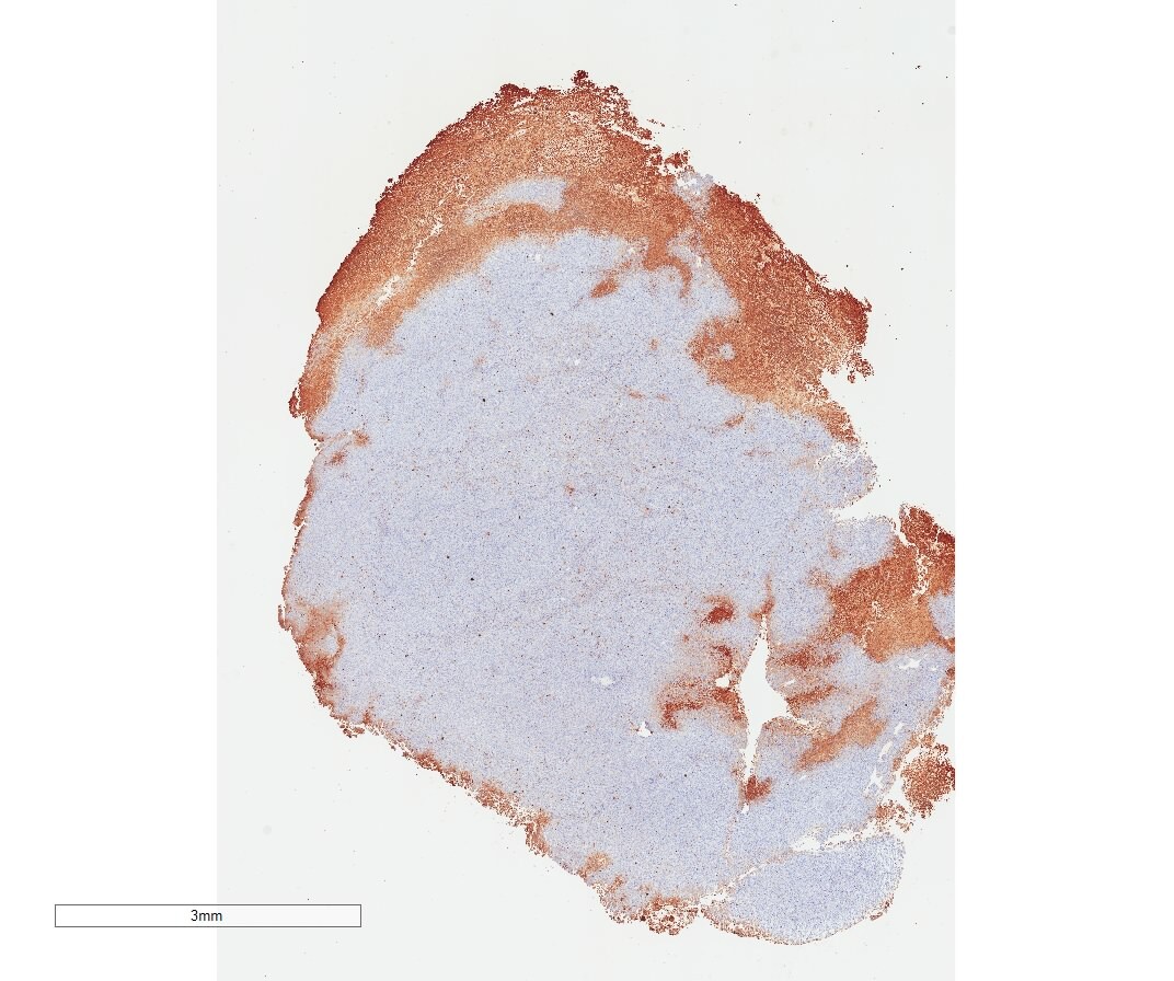 Caspase-9 Antibody - BSA Free NB100-56118