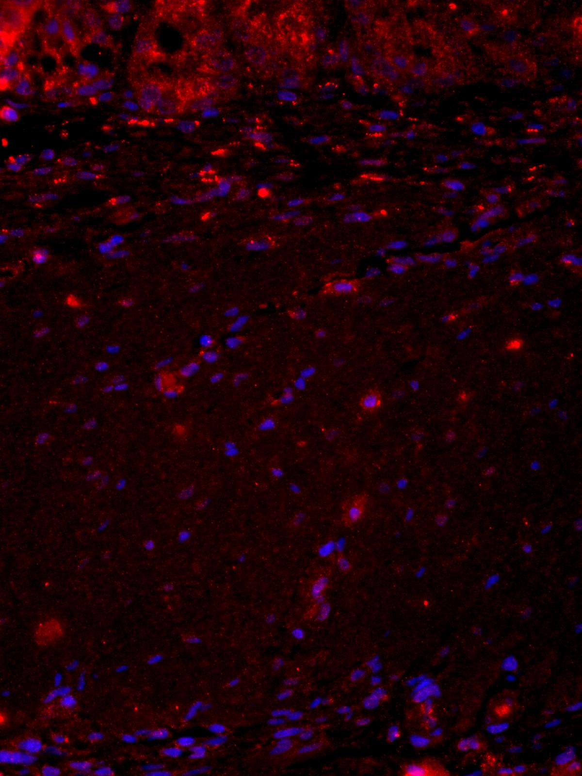 Collagen III alpha 1/COL3A1 Antibody - BSA Free NB600-594