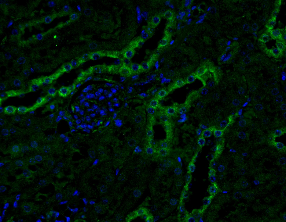 Fibronectin Antibody - BSA Free NBP1-91258