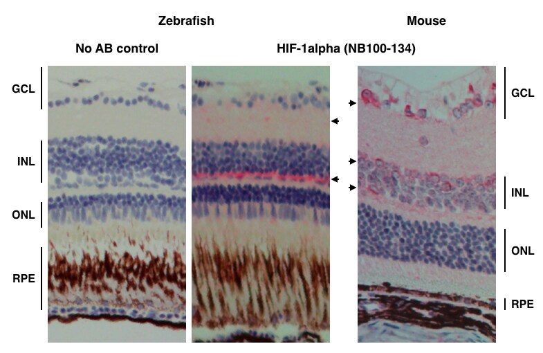 HIF-1 alpha Antibody - BSA Free NB100-134