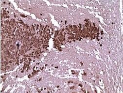 Luciferase Antibody - BSA Free NB100-1677