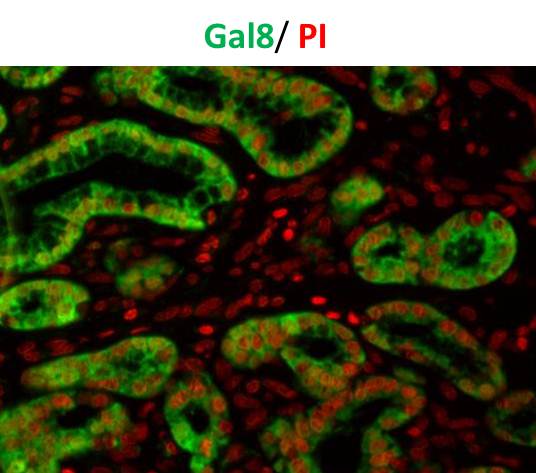 Rabbit anti-Mouse IgG (H+L) Secondary Antibody [FITC] NB7543
