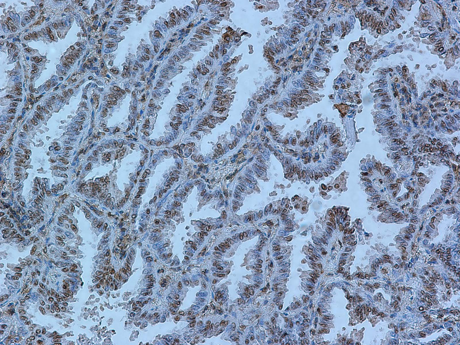 Rev-erb A alpha/NR1D1 Antibody (4F6) - Azide and BSA Free H00009572-M02