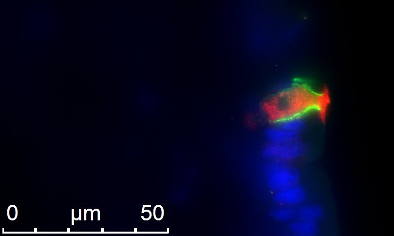 Vanilloid R1/TRPV1 Antibody - BSA Free NBP1-97417