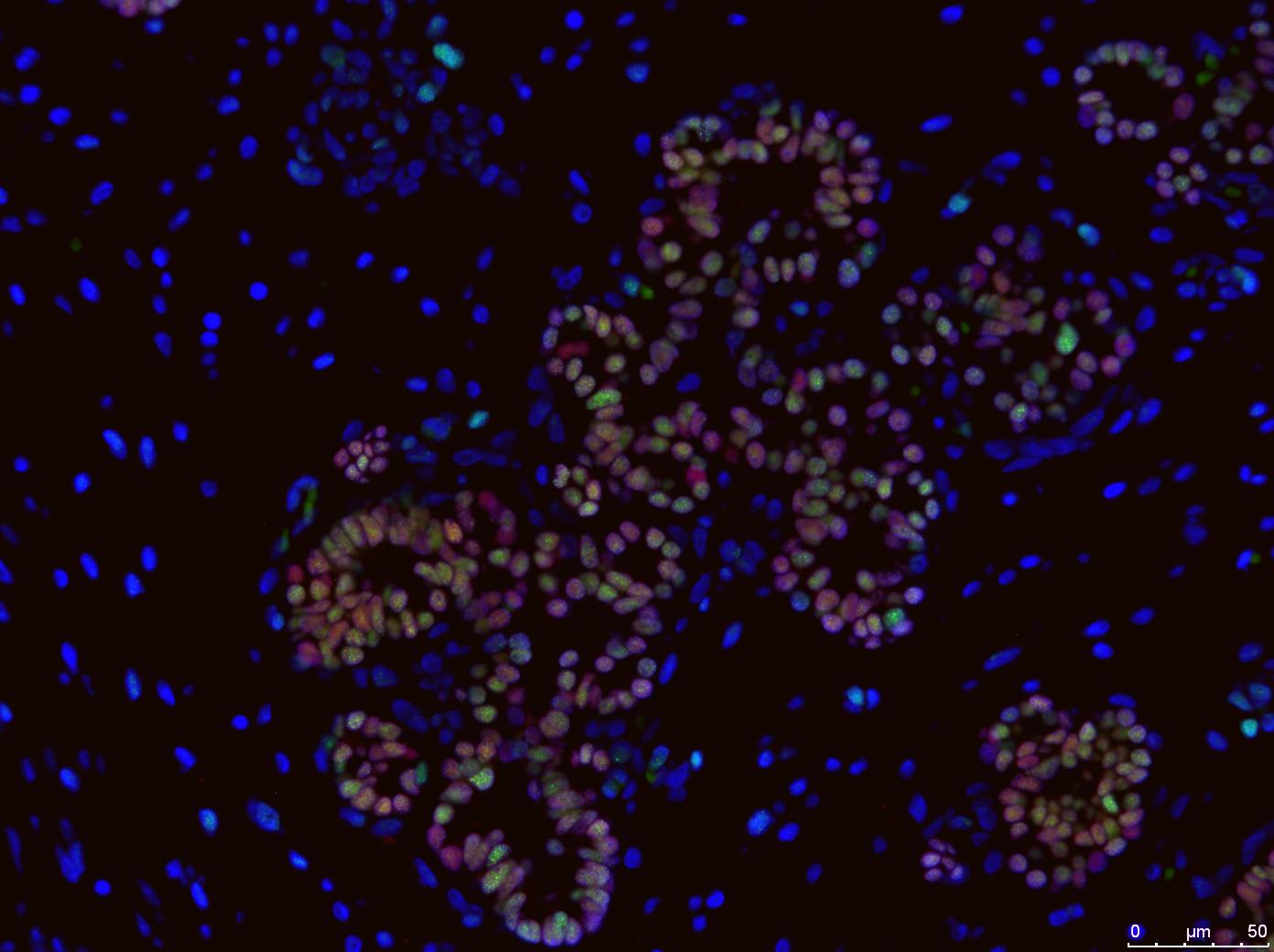 SOX9 Antibody (3C10) - Azide and BSA Free H00006662-M02