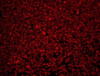 Aurora B Antibody - BSA Free NB100-294