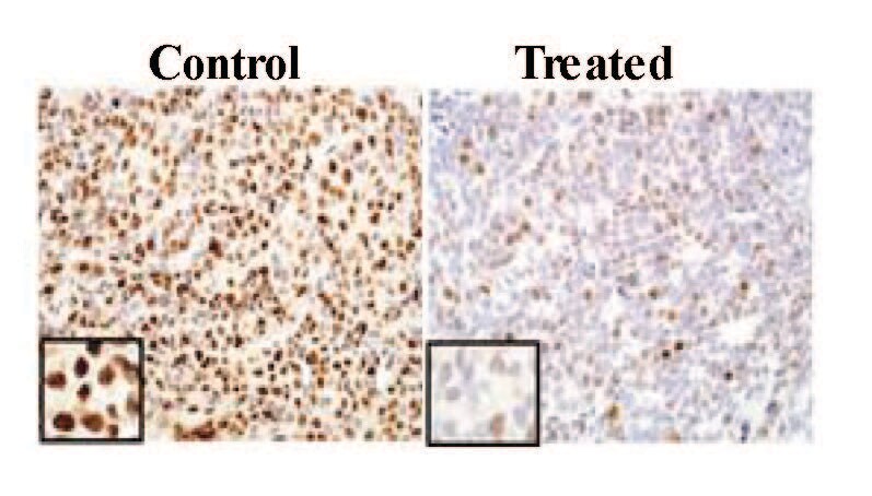 Ki67/MKI67 Antibody - BSA Free NB110-89717