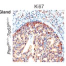 Ki67/MKI67 Antibody - BSA Free NB110-89717