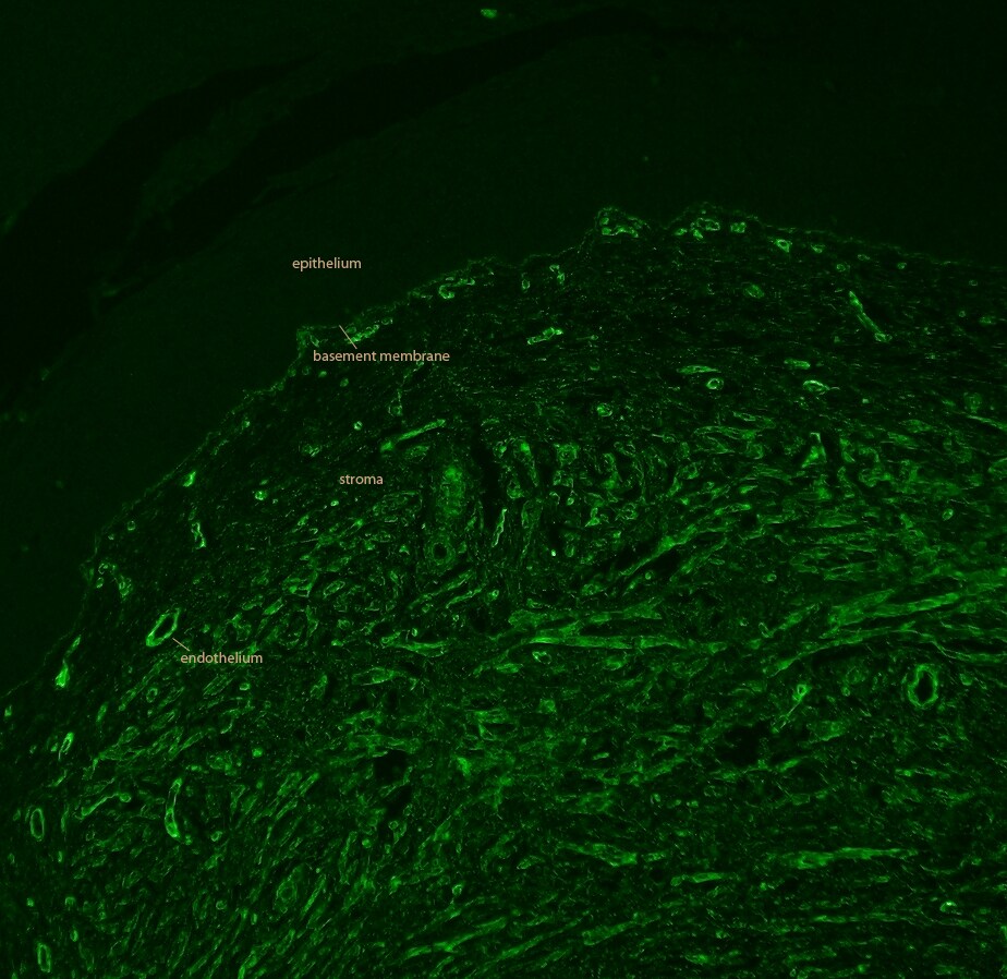 Collagen IV Antibody - BSA Free NB120-6586