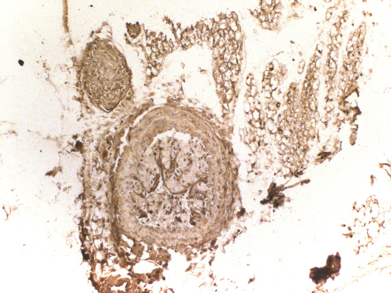 eNOS Antibody - BSA Free NB300-500