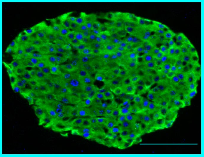 MafA Antibody - BSA Free NB400-137