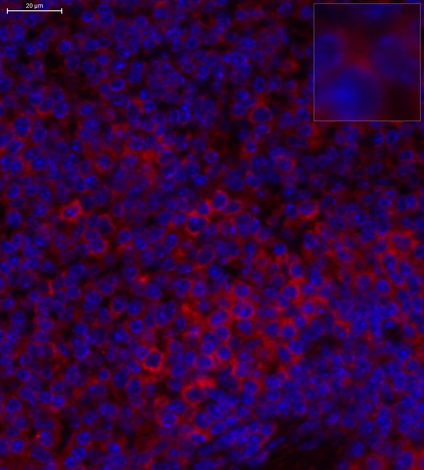 CD4 Antibody - BSA Free NBP1-19371